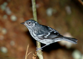 Angels Trump Bicknell’s