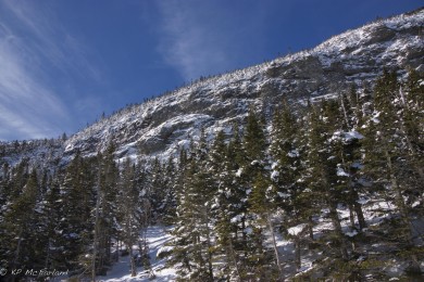 Montane fir forest on Mt. Mansfield, Vermont. / © K.P. McFarland