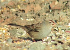 Off to the Races with Vermont eBird