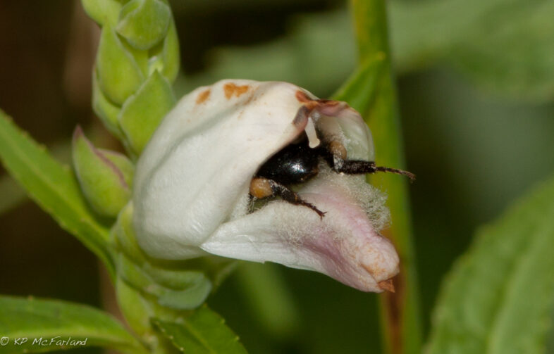 A bumble bee collecting nectar containing iridoid glycoside secondary metabolites from a turtlehead (Chelone glabra) flower. / © K.P. McFarland