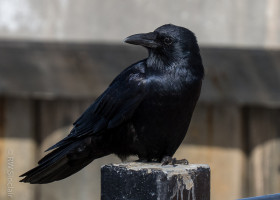 Counting Vermont's Crows