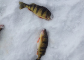 Outdoor Radio: Exploring Life Above and Below the Ice