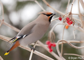 A Field Guide to February