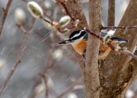 February Photo-observation of the Month