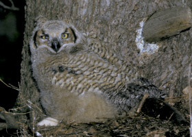 A Field Guide to March 2015