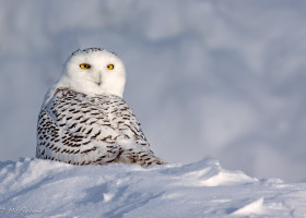 Ghosts from the Arctic