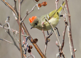 A Field Guide to April