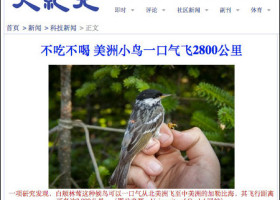 A Warbler and a News Media Maelstrom