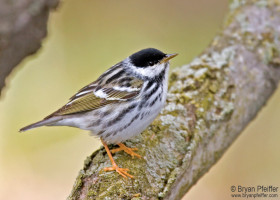 The Blackpoll Warbler's Daring Trans-Atlantic Migration