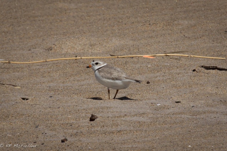 Adult Piping Plover near its nest site. / © K.P. McFarladn