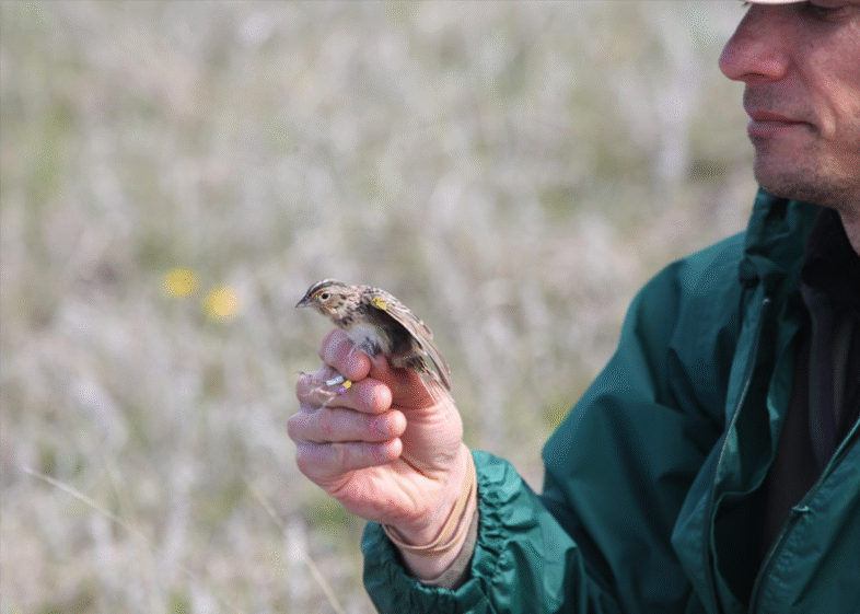Jason Hill prepares to release a color-banded male Grasshopper Sparrow wearing a light-level geolocator. "See you next summer!"