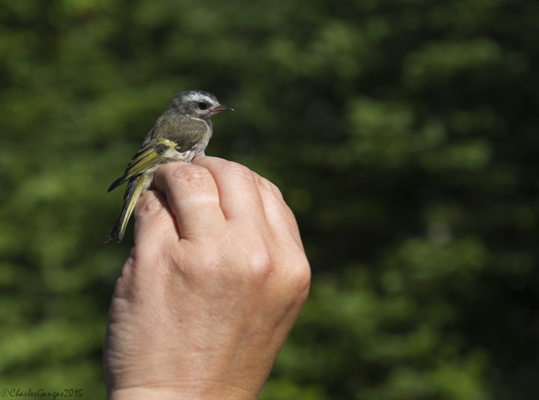 GCKI juv MANS 21Jul15