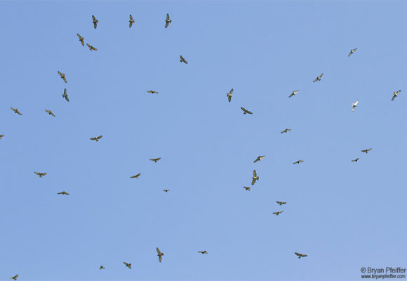 3620, , broad-wing-kettle, A kettle of Broad-winged Hawks / © Bryan Pfeiffer, , image/jpeg, https://vtecostudies.nyc3.digitaloceanspaces.com/wp-content/uploads/2015/08/08214630/broad-wing-kettle.jpg, 860, 579, Array, Array Bryan Pfeiffer