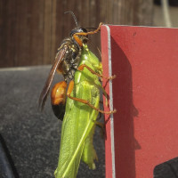 A Field Guide to August