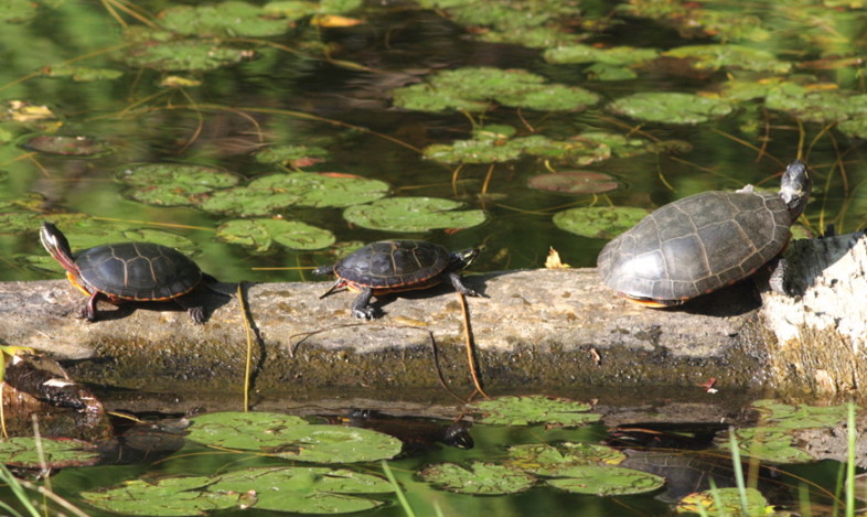 Painted Turtles basking on a log. / Jim Andrews