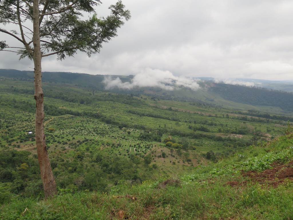 Avocado farms creep upslope into cloud forest in Sierra de Bahoruco.