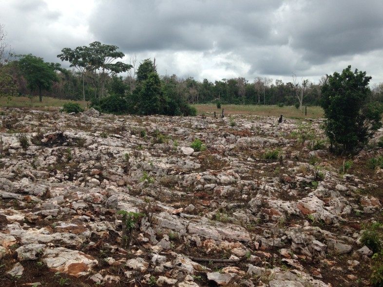 Dry forest inside Sierra de Bahoruco National Park recently cleared and burned to prepare for planting.