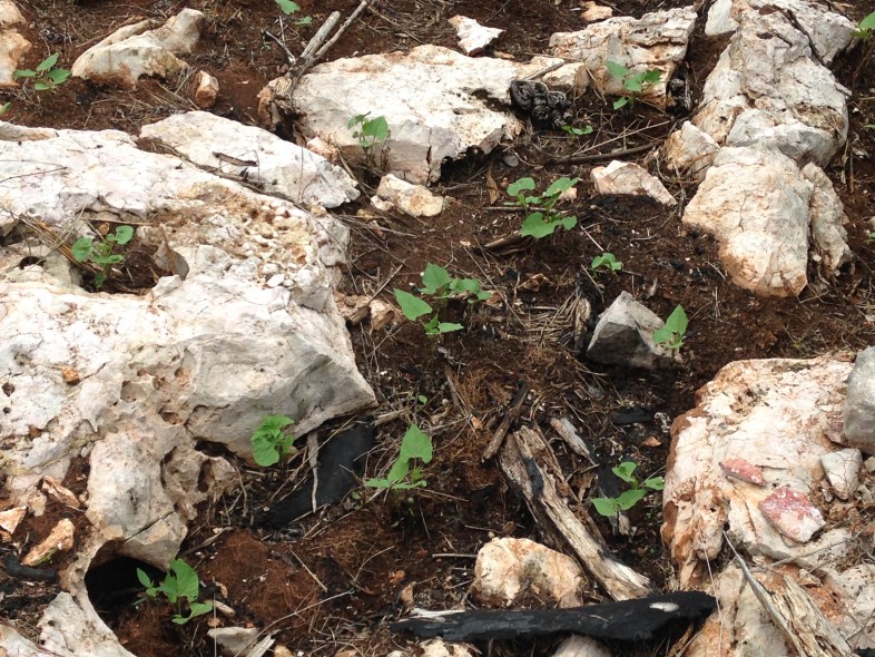 Slash and burn agriculture: beans and maize planted into an ash-filled crevice left behind after forest clearing and burning.