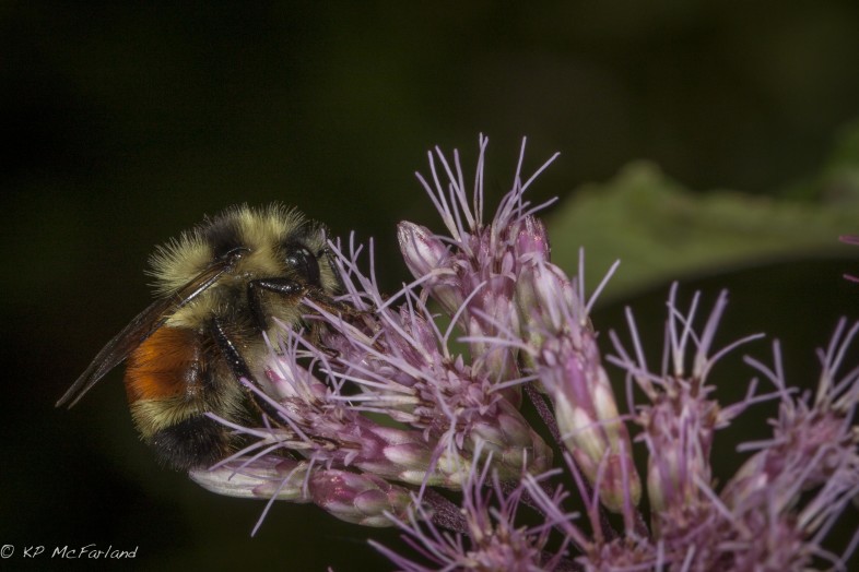 Bombus ternarius nectaring Joe-pye Weed. / © K.P. McFarland