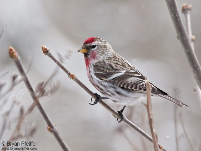 Common Redpoll / © Bryan Pfeiffer
