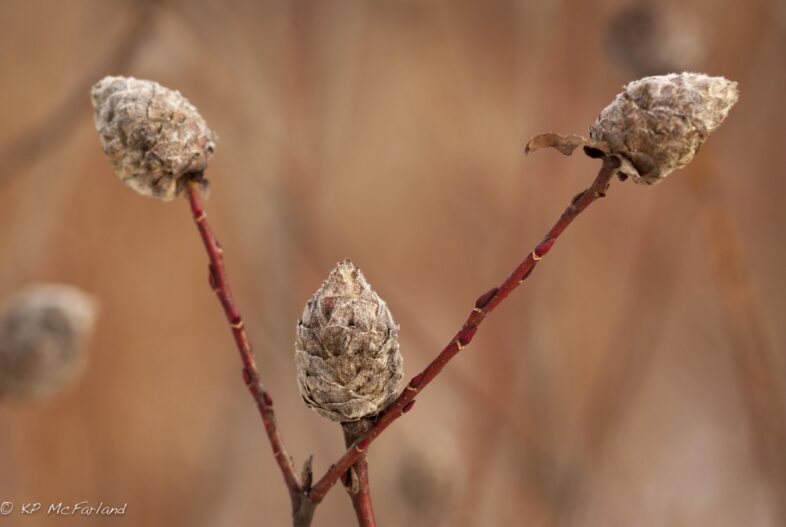 Galls of the Pinecone Willow Gall-midge (Rhabdophaga strobiloides). /© K.P. McFarland
