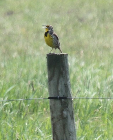Western Meadowlark in Vermont. / © Bob Stymeist