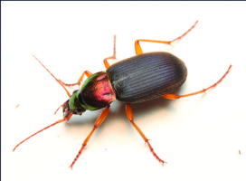 A Lifetime of Beetles