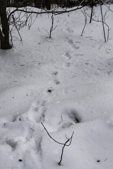 These tracks show the 3-4 pattern of tracks common to Fisher. /© K.P. McFarland