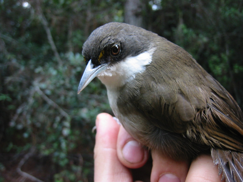 A Western Chat-Tanager (Calyptophilus tertius) banded in the Sierra de Bahoruco, Dominican Republic and ready for release.