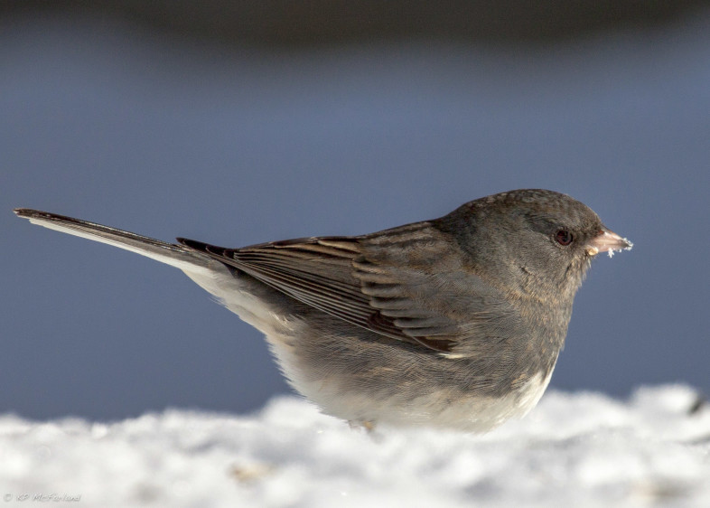 Dark-eyed Junco. / © K.P. McFarland