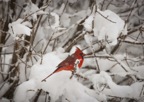 A Field Guide to March