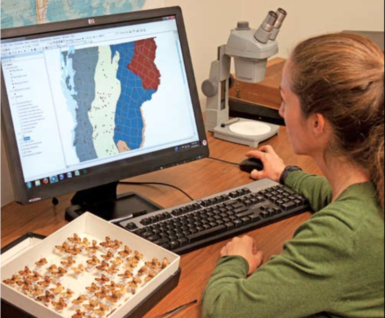 Digitizing butterfly records in a GIS. 