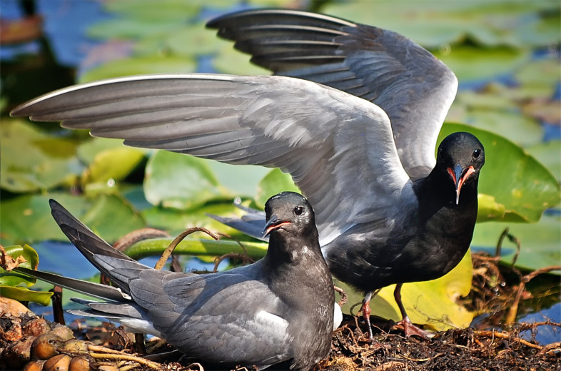 Black Tern by Brian Desrosiers, Fort Erie, Canada.  CC BY 2.0. https://commons.wikimedia.org/w/index.php?curid=19597124