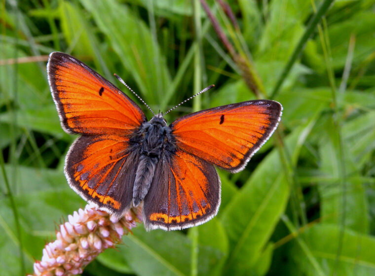 Lycaena hippothoe, Purple-edged Copper