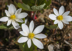 A Field Guide to April 2017