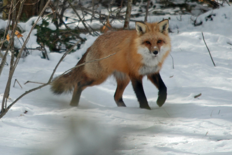red fox Larry Clarfeld