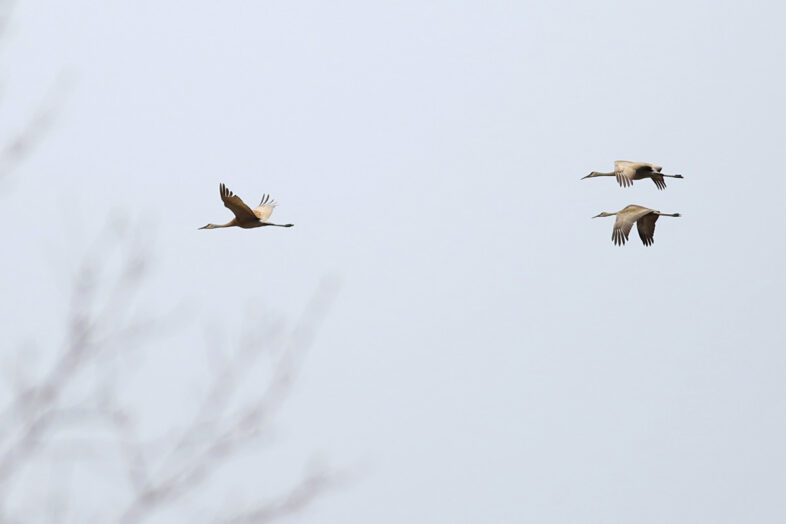 e-sandhill cranes flying2 100