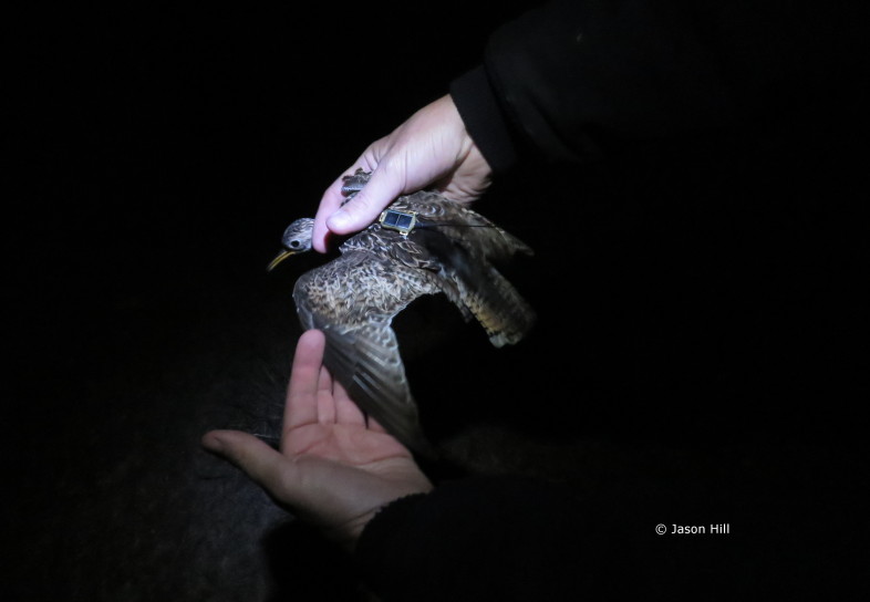 Jason Hill, Brett Sandercock (Kansas State University), and Clay Graham prepare to relase an Upland Sandpiper wearing a solar-powered GPS tag at Konza Prairie, Kansas. © Jason Hill