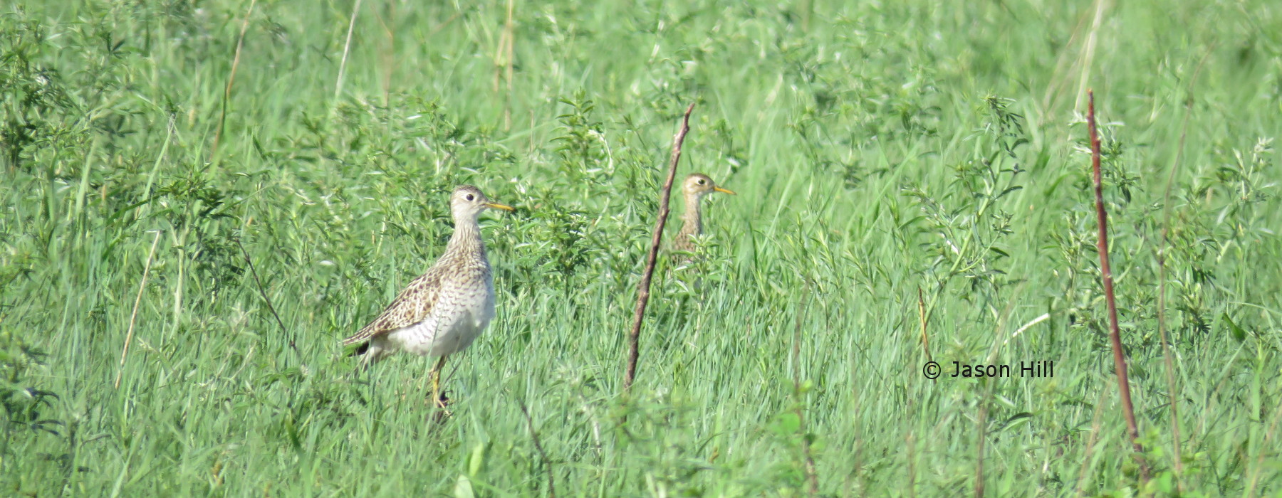 Two Upland Sandpipers forage in the grassland at Fort Riley, Kansas. © Jason Hill