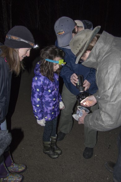 JIm Andrews shows volunteers some of the amphibians that are being transported across the road. / © K.P. McFarland
