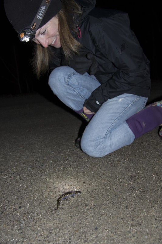 Sara Zahendra watches over a migrating Spotted Salamander as it makes its way across the road. /© K.P. McFarland