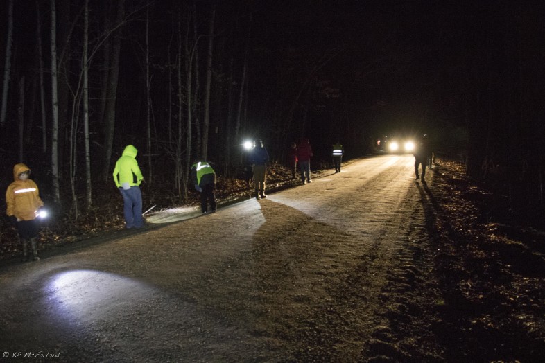 Volunteers count and shepard amphibians across a dirt road. /© K.P. McFarland