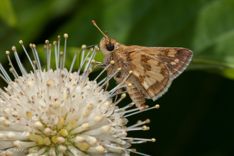 A Peck's Skipper nectars Button Bush in a backyard pollinator garden in Vermont. / © K.P. McFarland