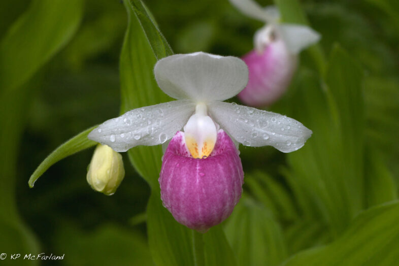 Showy Lady's-slipper (Cypripedium reginae) after a rainstorm in Eshqua Bog, Hartland, Vermont. / © K.P. McFarland - www.kpmcfarland.com