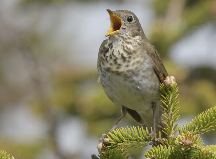 A mid-sized brown, speckled bird (Bicknell's Thrush) sings atop an evergreen branch.