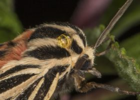 I Tasted a Moth and It was Awful