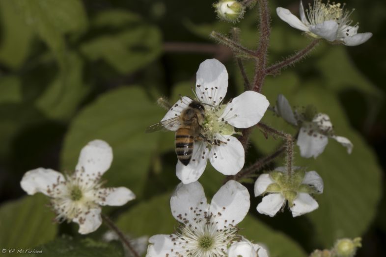 A European Honey Bee, perhaps from a nearby apiary, visits a flower. / © K.P. McFarland