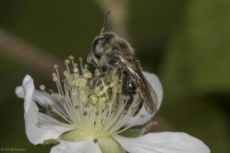 A tiny solitary bee species visits a Black Raspberry flower. / © K.P. McFarland
