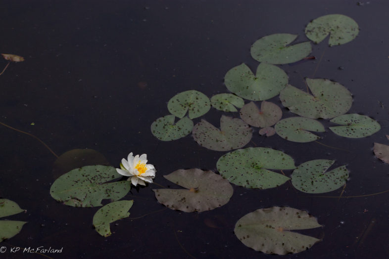 Fragrant Water-lily (Nymphaea odorata) blooming on a pond. / © K.P. McFarland