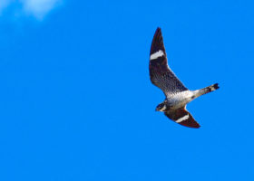 Nighthawk Season: Catch it While You Can
